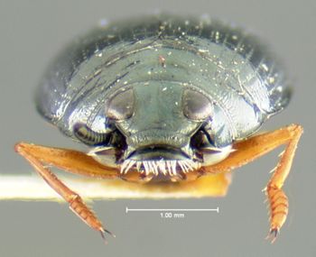 Media type: image;   Entomology 23989 Aspect: head frontal view
